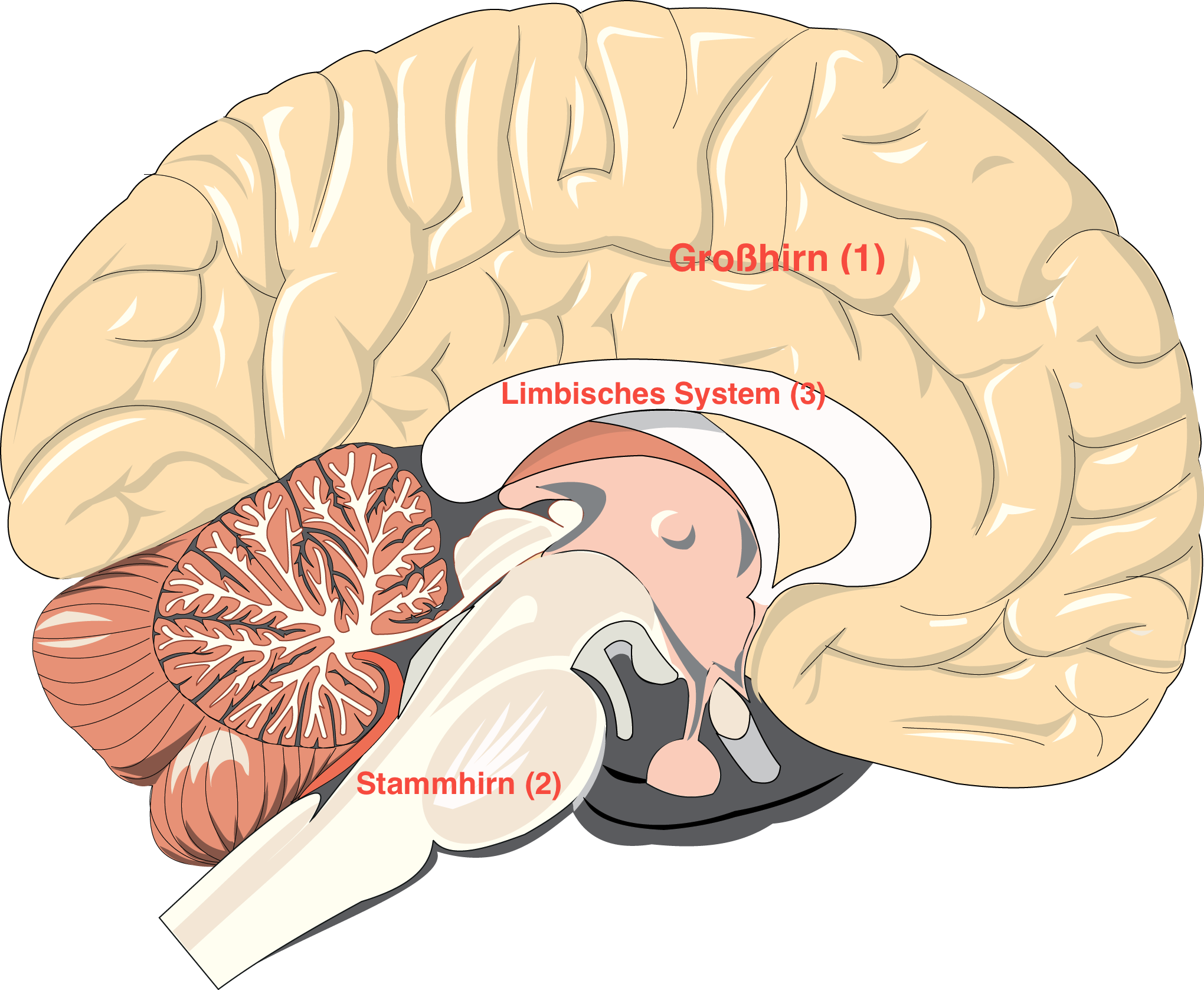 Grafik Menschliches Gehirn Mit Limbisches System Stammhirn Und Grosshirn Allerbestes Leben